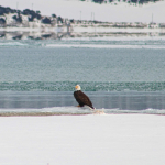 Eagel on lke winter Carol Dyer